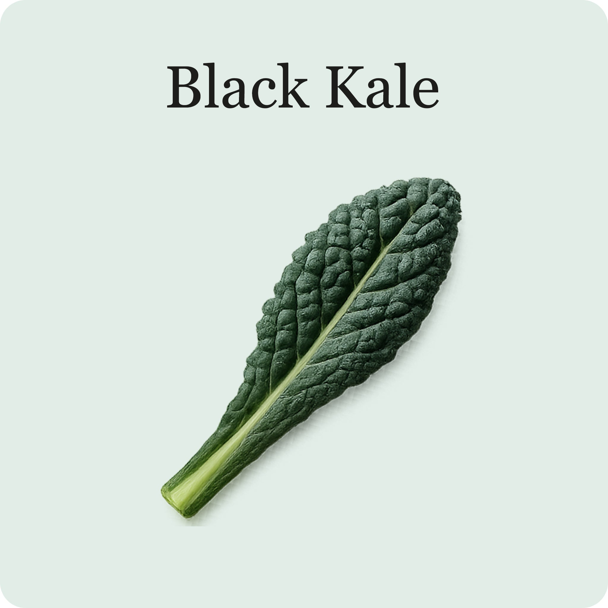 Mélange de salades de superaliments