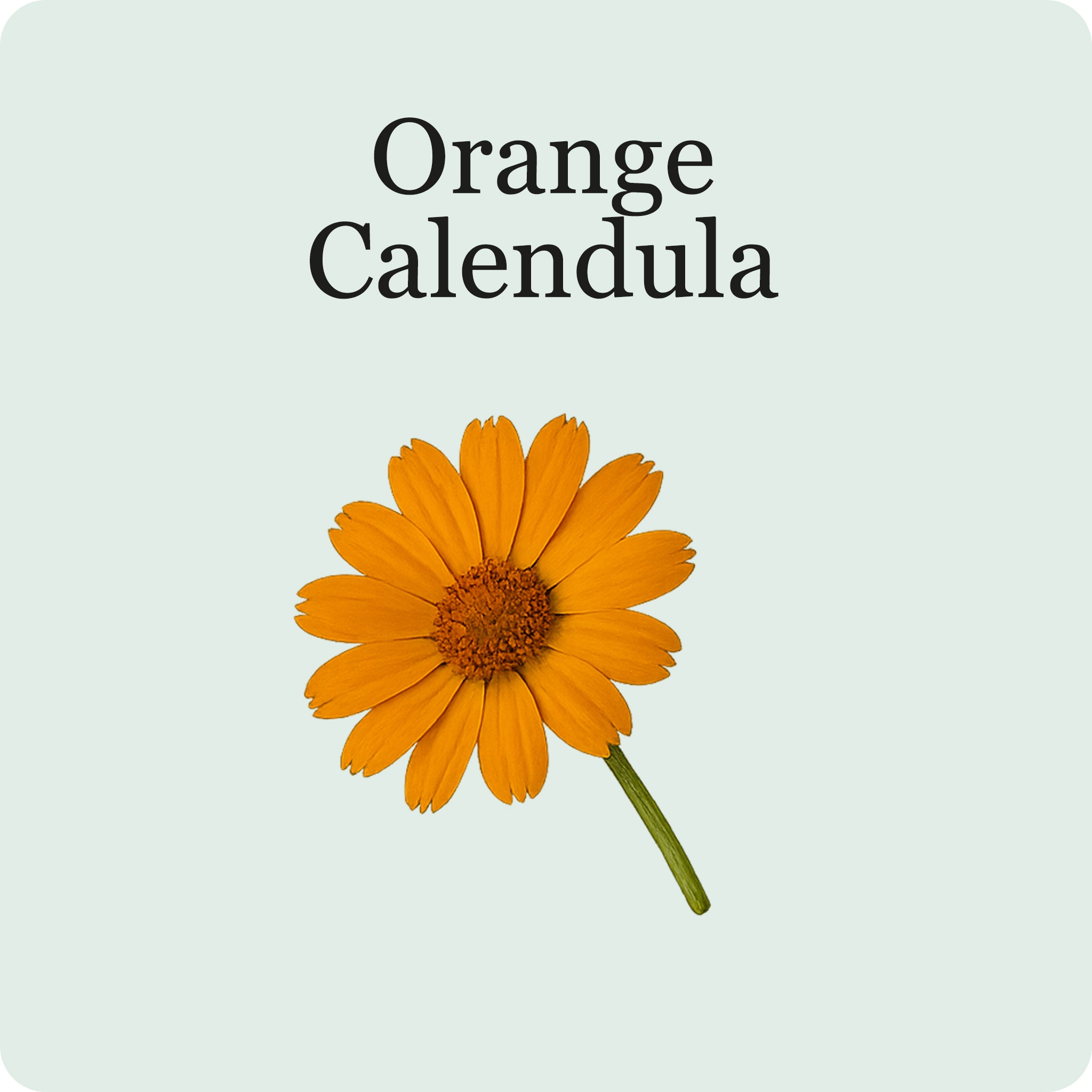 Mélange De Fleurs Comestibles