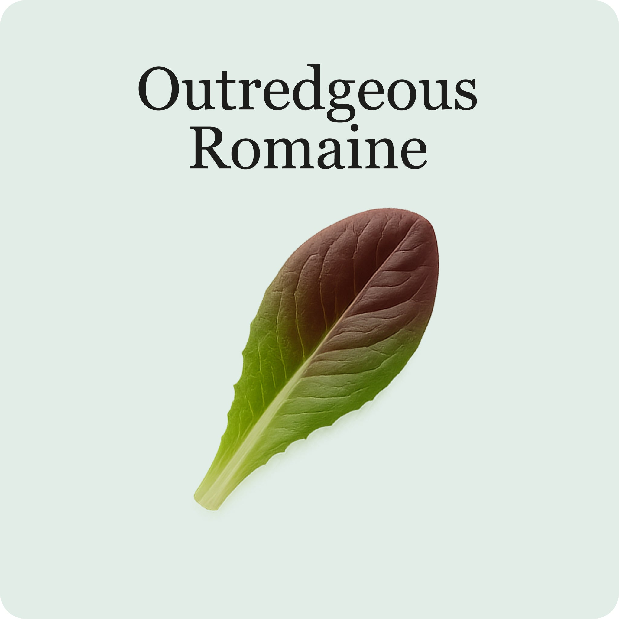 Mélange de laitue
