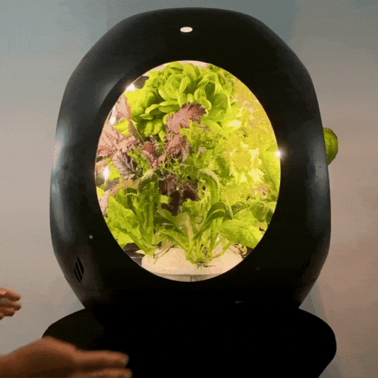 Mélange de salade fraîche