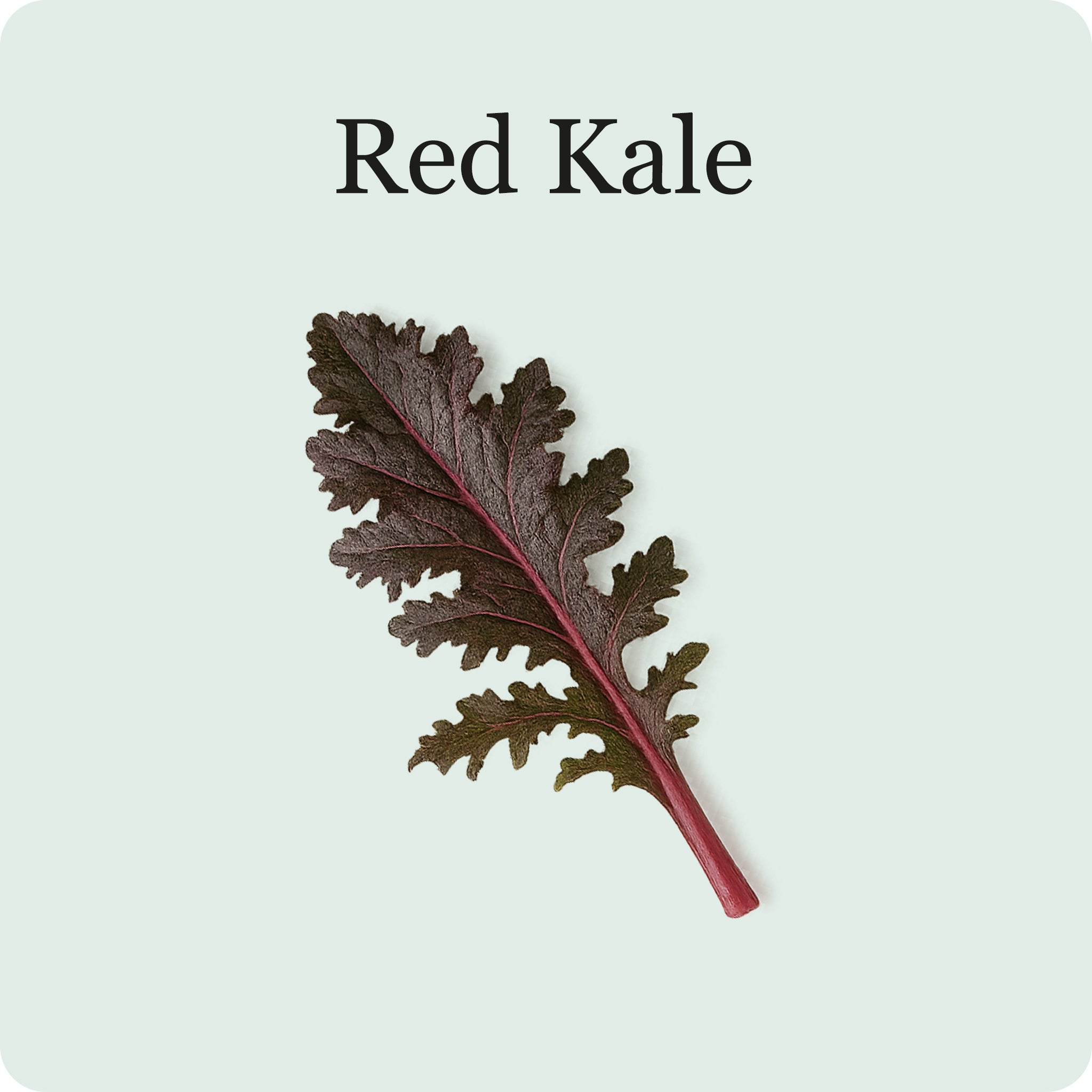 Mélange de salades de superaliments
