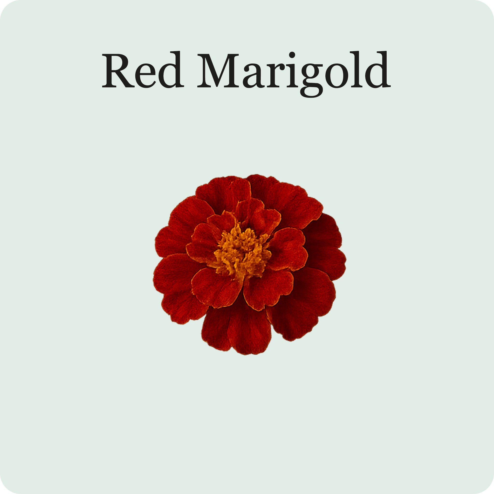 Mélange De Fleurs Comestibles