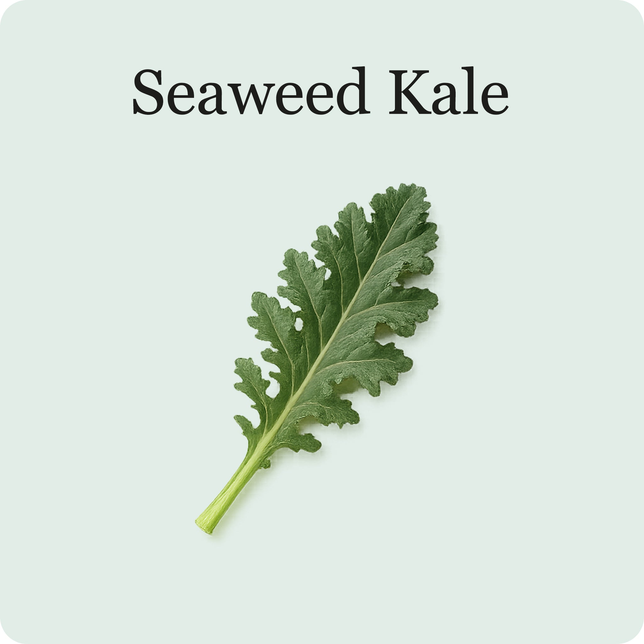 Mélange de salades de superaliments