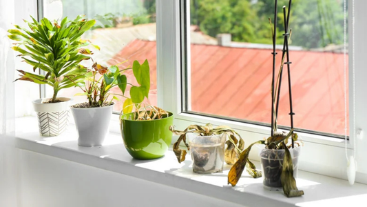 Your Windowsill Herbs Are About to Have a Bad Winter