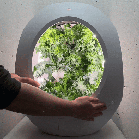 Mélange de salades de superaliments