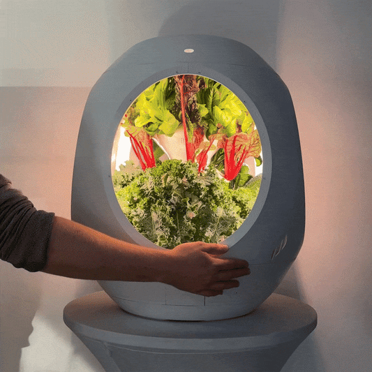 Mélange de salades de superaliments