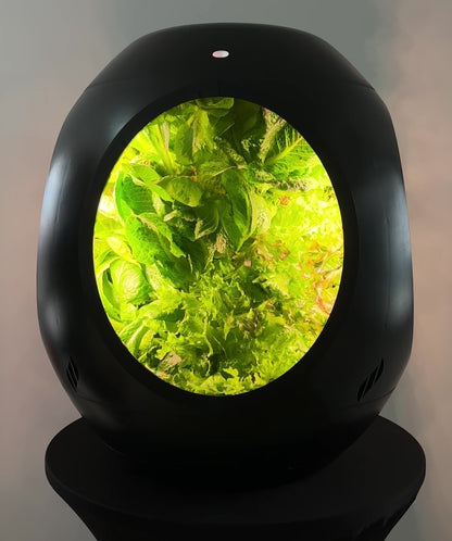 Lettuce Mix